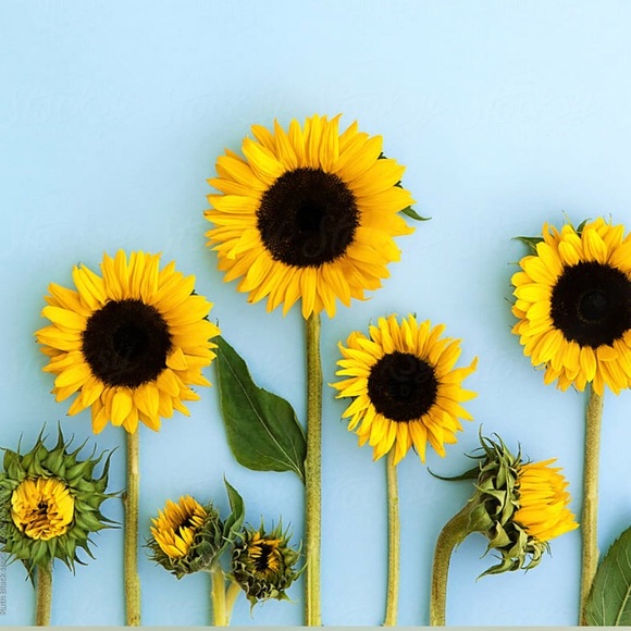 Meet your Posher, Claudia - Picture 1 of 1